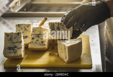 Ein Landwirt in schwarzen Handschuhen schneidet mit einem Slicer einen Kopf aus würzigem Gorgonzola-Käse mit blauem Schimmel in Stücke. Stockfoto