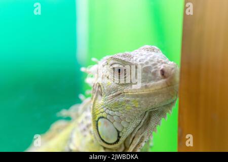 Eidechse Tier Reptil wild closeup iguana Tierwelt tropische Farbe, aus der Natur Drachen aus alten für Stadtwasser, ragon Angriff. Keratin Rüschen Spielzeug Stockfoto