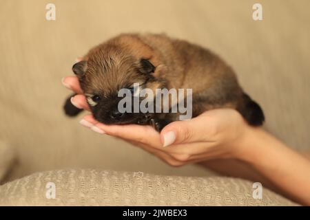 Das Mädchen hält einen neugeborenen Welpen eines pommerschen Shpiz in den Händen Stockfoto