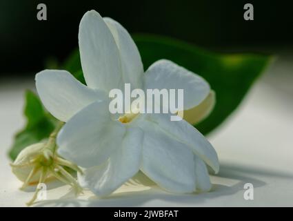 Weiße Jasminblüte auf Mastixpapier mit grünem Hintergrund geklebt Stockfoto