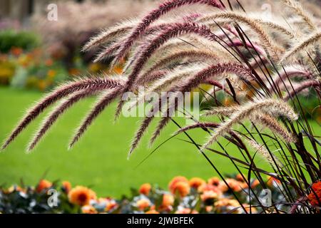 Purple Fountain Grass, Pennisetum sataceum 'rubrum', Purple Rispen auf langen Stielen, hohes Fountain Grass im Garten Stockfoto