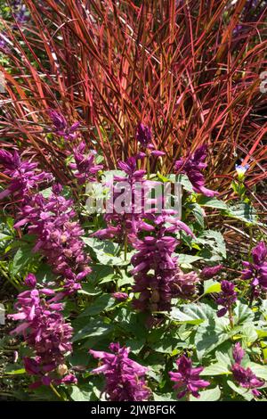 Pennisetum setaceum „Feuerwerk“, Brunnengras, Blumenbeet, Salvia splendens „Salsa Lavender“ Stockfoto