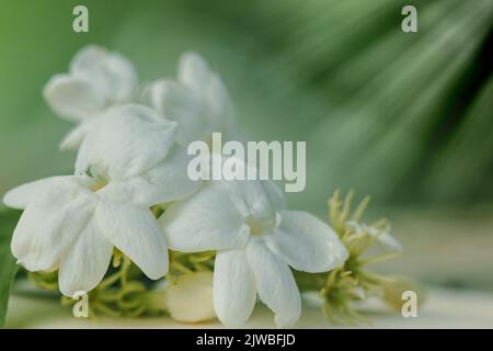 Weiße Jasminblüte auf Mastixpapier mit grünem Hintergrund geklebt Stockfoto