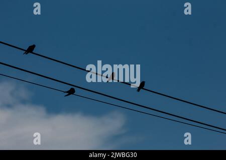 Schluckt am Abend auf Elektrodraht mit blauem Himmel Hintergrund. Stockfoto