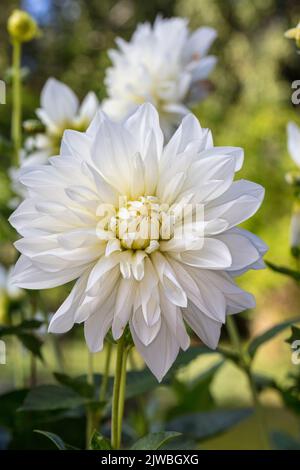 'White Perfection' formell Decorative Dahlia, Dekorativdahlia (Dahlia x Hortensis) Stockfoto