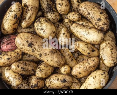 „Amandine“-Kartoffel, Potatis (Solanum tuberosum) Stockfoto