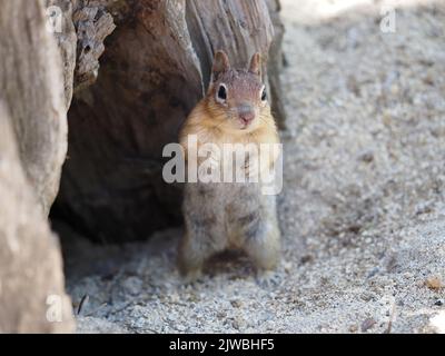 Callospermophilus lateralis (goldgelbtes Erdhörnchen) in Oregon, USA Stockfoto