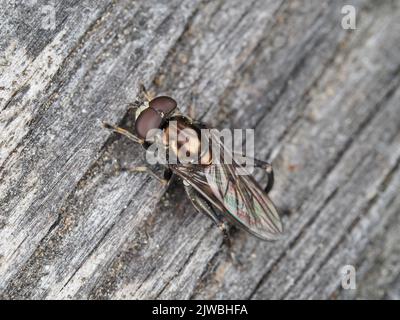 Makrofoto von Chalcosyrphus sp. Fliegen Sie auf einer Holzfläche Stockfoto