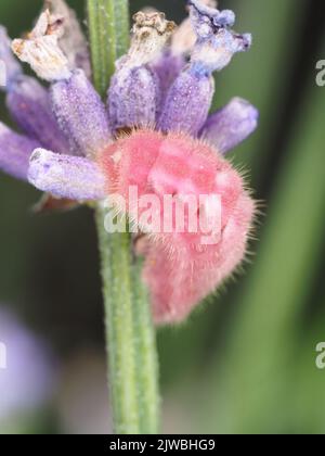 Rosa raupe identifiziert als Lycaenidae schmetterlingsraupe auf Lavendel im US-Bundesstaat Washington Stockfoto