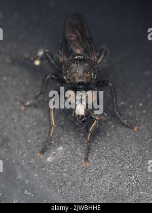 Robber Fly (Asilidae) mit Beute Stockfoto
