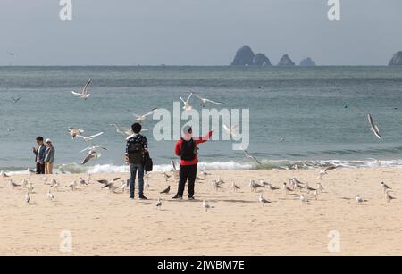 Busan, Südkorea - 17. März 2018: Touristen füttern an einem sonnigen Tag Möwen am Haeundae-Strand Stockfoto