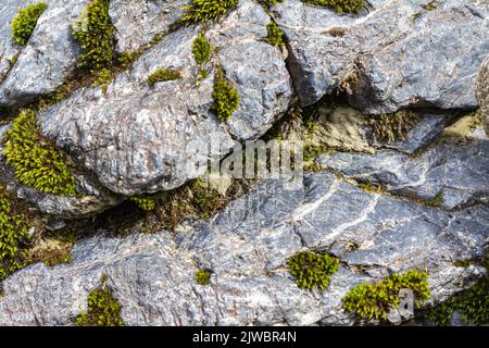 Moos auf einer Felswand. Relief und Textur von Stein mit Mustern und Moos. Stein natürlichen Hintergrund.Bergflora. Detaillierter natürlicher Hintergrund. Stockfoto