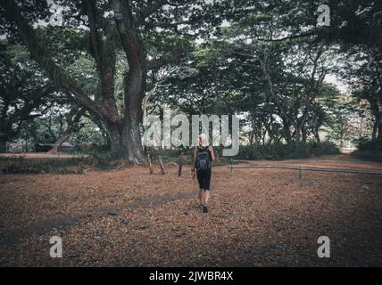 Eine Frau besucht den Djawatan-Wald in Banyuwangi City, Indonesien. Stockfoto