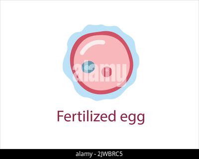 Düngung. Zygote ist eine Eizelle und ein Sperma. Das Stadium der Segmentierung einer befruchteten Eizelle. Menschlicher Embryo. Vektorgrafik für medizinische Zwecke. Stock Vektor