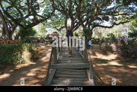 Eine Frau besucht den Djawatan-Wald in Banyuwangi City, Indonesien. Stockfoto