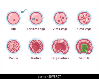 Die Stufen der Segmentierung einer befruchteten Eizelle. Entwicklung des menschlichen Embryos. Zygote, 2 Zellen, Morula, Blastula, Gastrula. Vektorgrafik für medizinische Zwecke. Stock Vektor