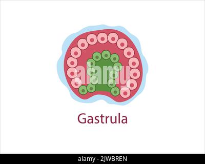 Gastrula. Die Zellen von Endoderm und Ektoderm. Das Stadium der Segmentierung einer befruchteten Eizelle. Entwicklung des menschlichen Embryos. Vektorgrafik medizinische Illustration Stock Vektor