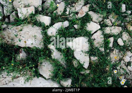 Saftig grünes Gras wächst zwischen Kalkstein-Gesteinen aller Größen. Landschaftsdesign. Textur. Stockfoto