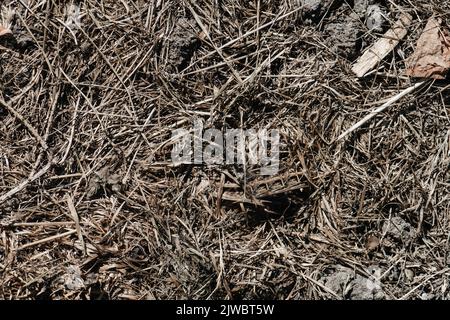 Nahaufnahme der Struktur von Dung und Kompost. Mit vielen trockenen Grashalmen und Zweigen gemischt. Harte, robuste Struktur. Stockfoto