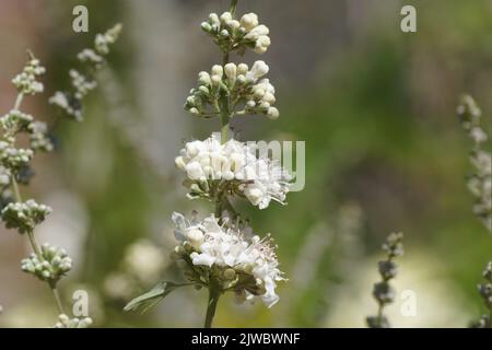 Nahaufnahme von weißen Blüten der Chasteberry, Abrahams Balsam, lila Chastetree, Mönchspfeffer (Vitex agnus castus 'Alba'). Familie Lamiaceae. Stockfoto