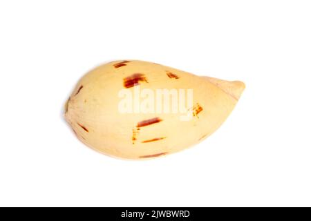 Bild von Muschelschalen melo melo auf weißem Hintergrund. Unterwassertiere. Muscheln. Stockfoto