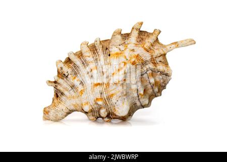 Abbildung der Millipede-Spinnennelschnecke (Lambis millepeda) auf weißem Hintergrund isoliert. Seeschnecke. Unterwassertiere. Muscheln. Stockfoto