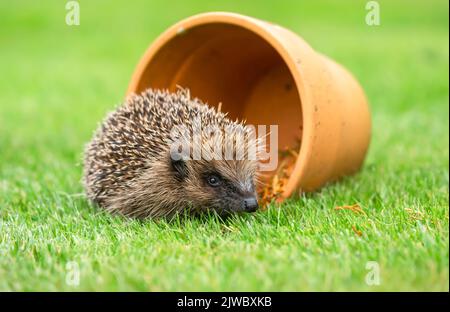 Wilder, einheimischer Igel auf der Suche nach Igelfreunden im Garten. In einem Wildtierhäuschen aufgenommen, um die Gesundheit und die Population dieses rückläufigen Säugetieres zu überwachen Stockfoto