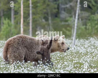 Eine braunbärige Mutter und ihr kleines Junge in der Mitte des Baumwollgrases in einem finnischen Moor Stockfoto