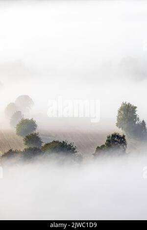 Baumkronen im niedrigen Nebel auf einem Ackerland Stockfoto