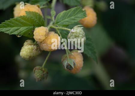 Nahaufnahme von reifen und unreifen gelben Himbeeren, die auf dem Busch vor grünem Hintergrund hängen Stockfoto