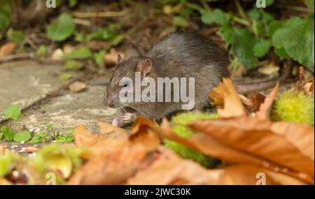 Nahaufnahme einer wilden braunen Ratte im Herbst, die in einem Garten nach Vogelsaat aufsuche. Nach links zeigen. Wissenschaftlicher Name: Rattus norvegicus. Horizontal. Speicherplatz kopieren Stockfoto