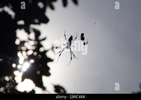 Die Silhouette der Trichonephila inaurata Spinne im Netz auf blauem Himmel Hintergrund Stockfoto