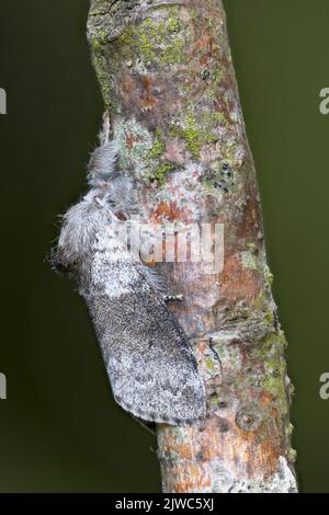 Pale Tussock (Calliteara pudibunda) Norwich UK GB Mai 2022 gestapelt Stockfoto