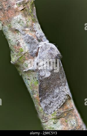 Pale Tussock (Calliteara pudibunda) Norwich UK GB Mai 2022 gestapelt Stockfoto