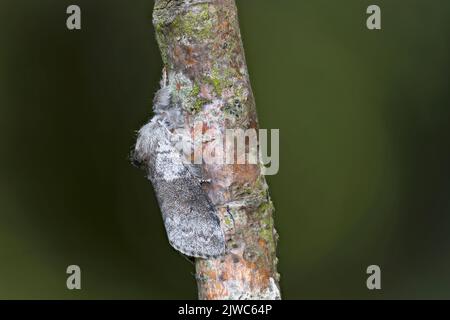 Pale Tussock (Calliteara pudibunda) Norwich UK GB Mai 2022 gestapelt Stockfoto