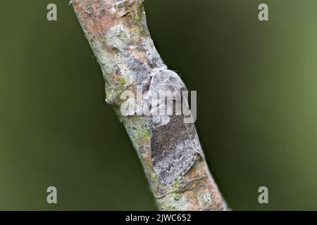 Pale Tussock (Calliteara pudibunda) Norwich UK GB Mai 2022 gestapelt Stockfoto