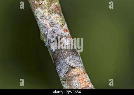 Pale Tussock (Calliteara pudibunda) Norwich UK GB Mai 2022 gestapelt Stockfoto