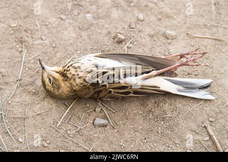 Toter Vogel. Verstorbene Baumpfeippe im lateinischen Anthus trivialis. Auf dem Boden, Feld. Der Körper des toten Tieres. Verdacht auf Vogelgrippe. Stockfoto