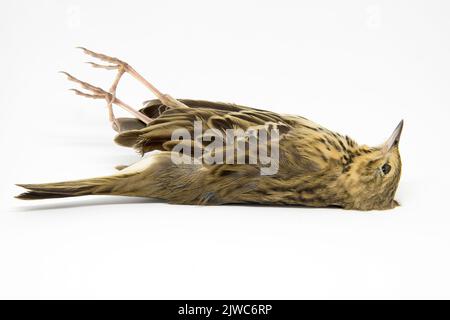 Toter Vogel. Verstorbene Baumpfeippe im lateinischen Anthus trivialis. Weißer Hintergrund. Der Körper des toten Tieres. Kleine europäische Arten. Stockfoto