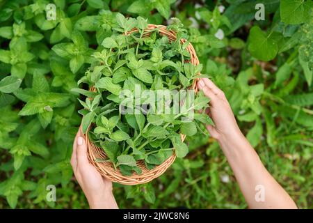 Ernte von Minzblättern, Frauenhänden mit Beschneiter und Weidenplatte im Garten Stockfoto