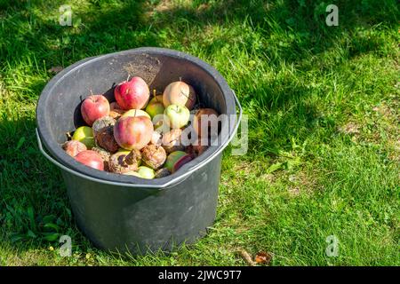Eimer voller fauler Äpfel Stockfoto