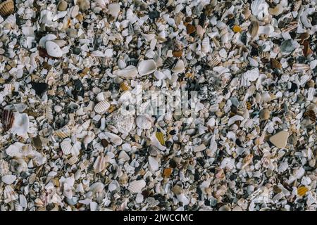 Nahaufnahme der Muscheln am Sommertag mit Strandsand. Abstrakte Ozean Hintergrund Muster Sammlung Stockfoto