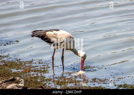 Eine Nahaufnahme mit einem Storch, der einen Fisch gefangen hat, Essen, natürlich Stockfoto