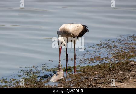 Eine Nahaufnahme mit einem Storch, der einen Fisch gefangen hat, Essen, natürlich Stockfoto