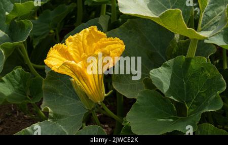 Schöne gelbe Zucchini blühen inmitten der grünen Blätter Stockfoto