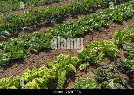 Reihen von verschiedenen Gemüsepflanzen und Salat in braunem Boden Stockfoto