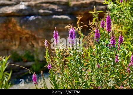 Wildrosafarbene Blume blüht Sally Weidenkraut in einer Bergschlucht an einem sonnigen Tag Stockfoto