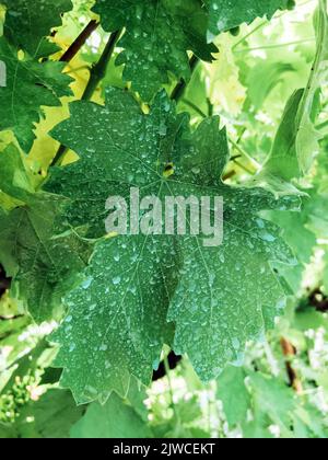 Weinrebenblätter, chemisch behandelt mit Kupfersulfat oder Bordeaux-Mischung zur Vorbeugung von Pflanzenkrankheiten, Nahaufnahme Stockfoto