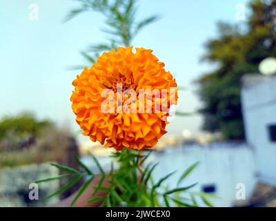 Gelbe und orangefarbene Ringelblumen (Tagesblüten) in Blüte Stockfoto