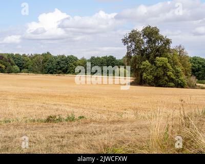 Dürre UK 2022; ausgetrocknete Felder bei Castle Ashby, Northamptonshire, Stockfoto